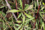 White panicle aster